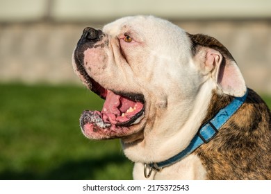 Tiger Coat American Bulldog Dog Portrait Outside