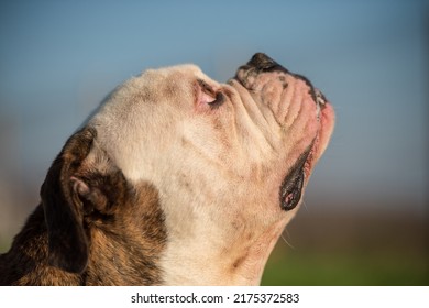 Tiger Coat American Bulldog Dog Portrait Outside