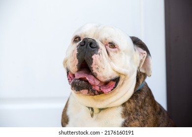 Tiger Coat American Bulldog Dog Portrait Outside