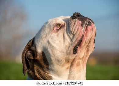 Tiger Coat American Bulldog Dog Portrait Outside