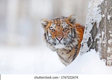 Tiger, cold winter in taiga, Russia. Snow flakes with wild Amur cat.  Tiger snow run in wild winter nature. Siberian tiger, action wildlife scene with dangerous animal. Wildlife Russia. 