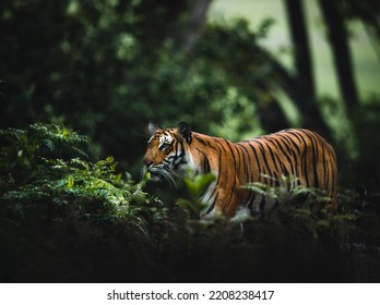 Tiger from Corbett Tiger Reserve , India  - Shutterstock ID 2208238417