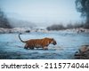 tigress water