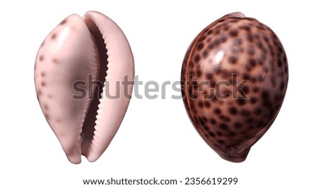 Tiger cowrie shell isolated on white background. Close up top view shot of spotted Cypraea tigris.