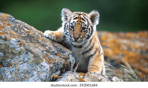 Bebe Tigre Hd Stock Images Shutterstock