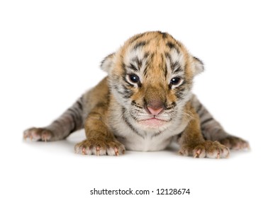 Tiger cub (4 days) in front of a white background