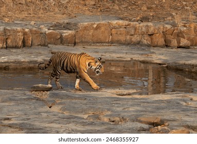 Tiger cub coming out from the water at Panna Tiger Reserve, Madhya pradesh, India - Powered by Shutterstock