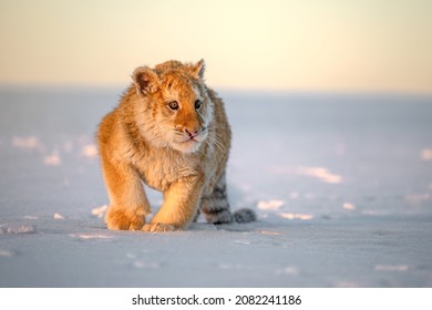 The Tiger Cub Enjoys The Freshly Fallen Snow.