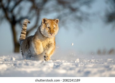 The Tiger Cub Enjoys The Freshly Fallen Snow.