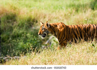 Tiger Cub in the grass