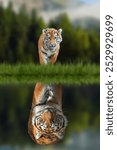 Tiger cub looking the reflection of an adult tiger in the water on a background of forest