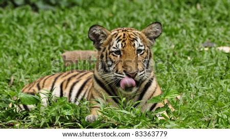 tiger cub lying on grass