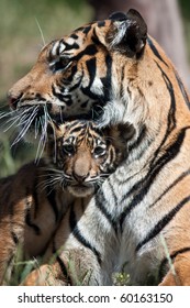 Tiger Cub With Mom