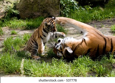 Tiger Cub Playing With Mother