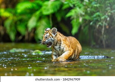 Ein Tigerbecher ragt durch das Wasser der Taiga