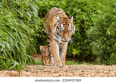 Tiger cub walking with his mother, amur tiger (Panthera tigris)