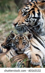 Tiger Cubs With Mom