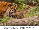 Tiger cubs playing with his mother,sumatra tiger Panthera tigris. small funny playful cubs and two adult tigers. Tiger family