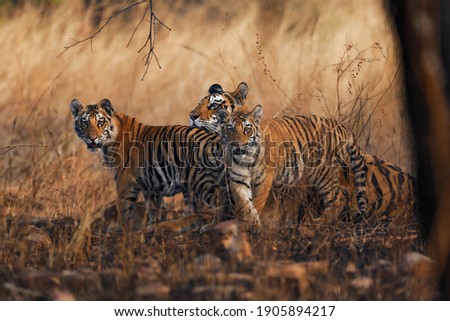 the tiger cubs with their mother 