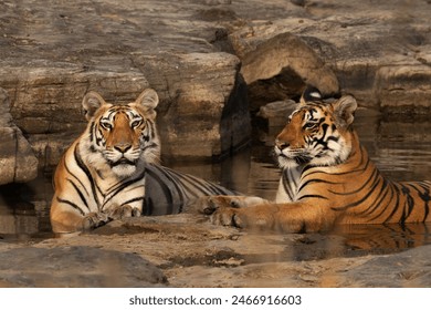 Tiger cubs in a water body at Panna Tiger Reserve, Madhya pradesh, India - Powered by Shutterstock