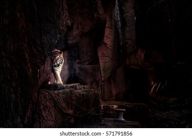 tiger eyes in the dark