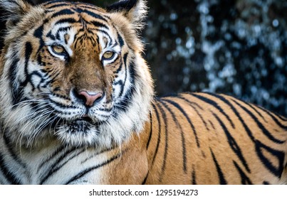tiger with dramatic tone , select focus the eye
