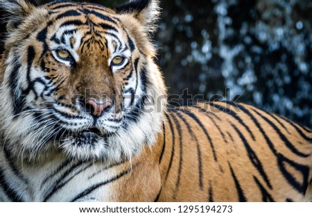 tiger with dramatic tone , select focus the eye
