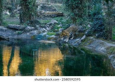 tiger drinking from a pond