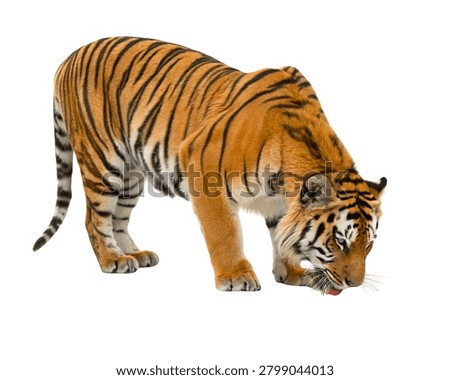 Tiger Drinking Pose (Implied), Head Lowered, Calm Expression, Ultra Realistic, Isolated on White Background.