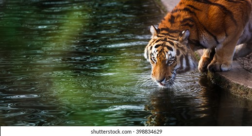 Tiger is drinking water from the lake  - Powered by Shutterstock