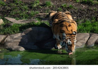 Tiger drinking water from a pond while crouching on rocks, with green grass and natural sunlight in the background.