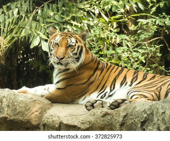 Tiger At Dusit Zoo