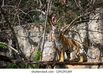 Tiger Eating Tiger Showing Food Hunting Stock Photo 1291291369