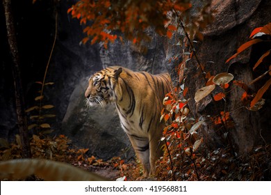 Tiger emerges from behind  bush along the trail