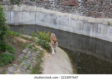 Tiger In An Enclosure At The Zoo