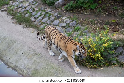 Tiger In An Enclosure At The Zoo