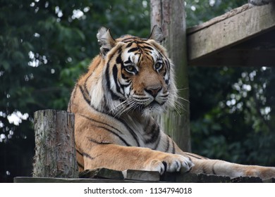 Tiger At Exotic Feline Rescue Center