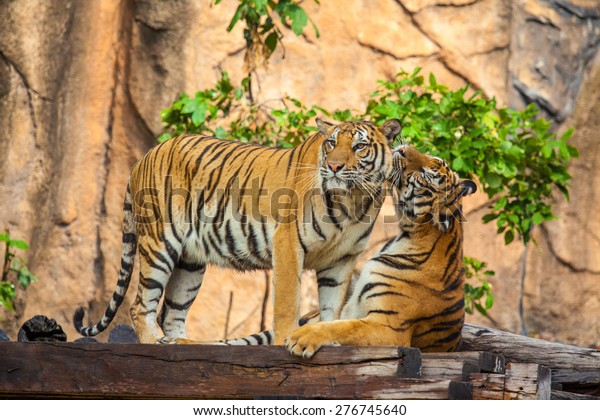 Tiger Expressive Behavior Towards Each Other Stock Photo (Edit Now