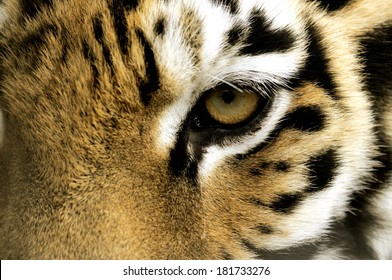 Tiger Eye.