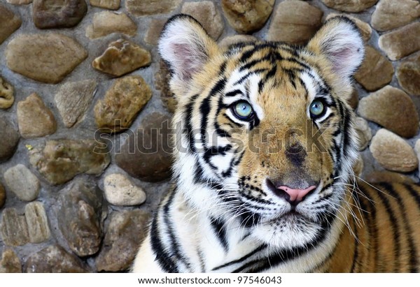 Tiger Eye Color Blue Stock Photo (Edit 