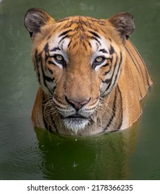 Tiger Eye To Eye Contact With Camera