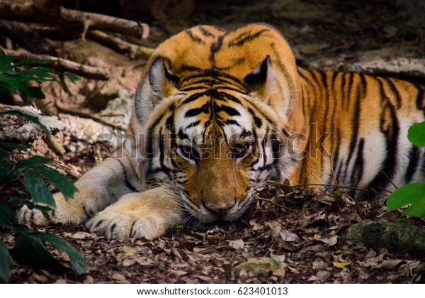 Tiger Eyes Stock Image Download Now