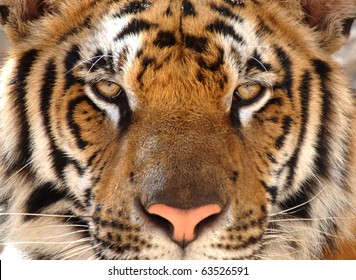 Tiger With Eyes Looking At Camera, Kanchanburi, Thailand, Asia. Exotic Big Cat In Tropical Country. Same As Indo China, Sumatran Or Amur Tiger.full Frame Close Up Of Magnificent Male Bengal Tiger