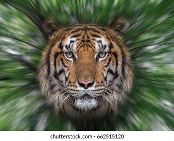 Tiger face.