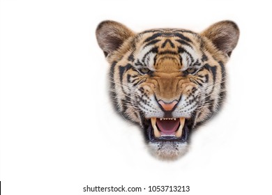 Tiger Face Action.