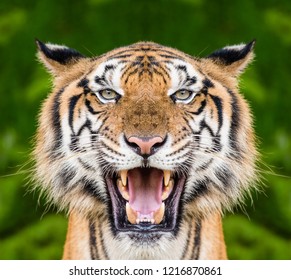 Tiger face close up