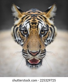 Tiger face close up