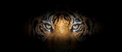 Tiger Twarz Na Czarnym Tle