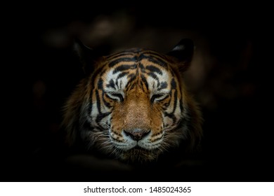 Tiger face on black background - Shutterstock ID 1485024365