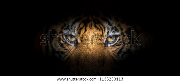 黒い背景に虎の顔 の写真素材 今すぐ編集